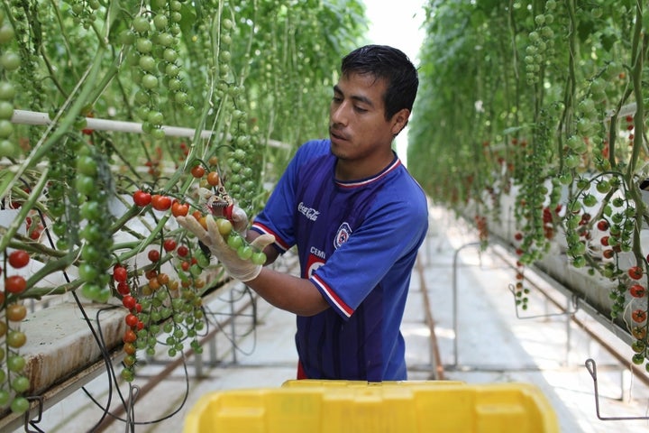 Gabriel Sanchez Atilano harvests Fair Trade Certified, organic cherry tomatoes. 