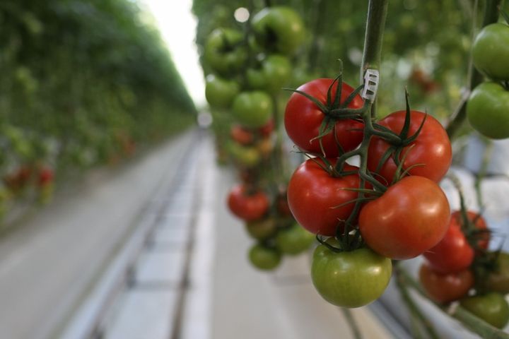 <p>Tomatoes on the vine at Wholesum</p>