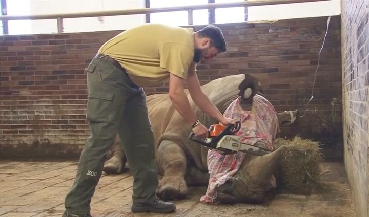 A rhino at a Czech zoo is seen having its horn removed after being sedated.