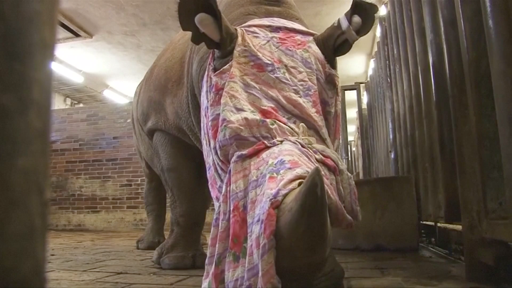 Pamir, a 10-year-old southern white rhino, is seen ahead of his horn's removal at a Czech zoo on Monday.