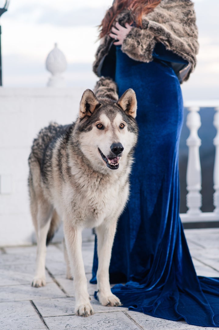 River the wolfdog looked oh-so handsome.