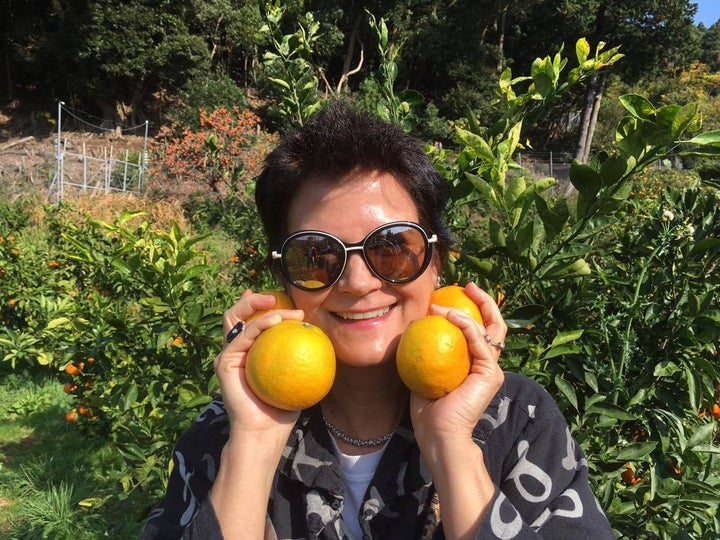 <p>Mikan (Japanese orange) orchard </p>