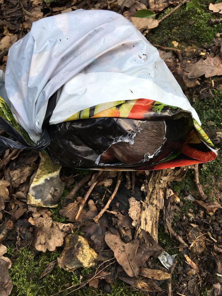The bodies of four puppies were found in a carrier bag in Hertfordshire on National Puppy Day.