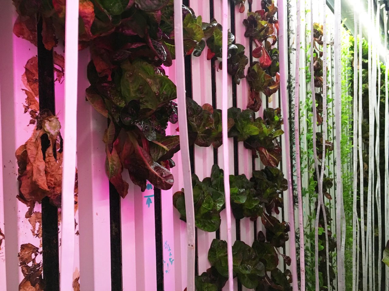 Lettuce and arugula grow on long, vertical trays in the glow of purple LED lights.
