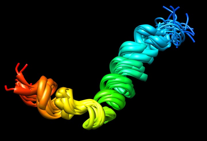 Beta-amyloid peptides make up the abnormal proteins in the brain that lead to Alzheimer's.