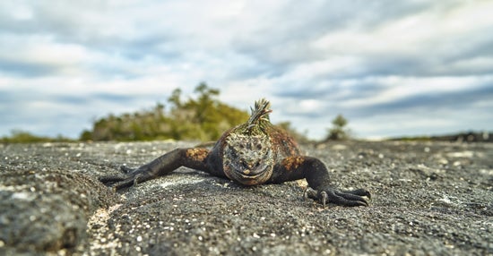 <p>Poised, Isabela Island, Galapagos Islands</p>
