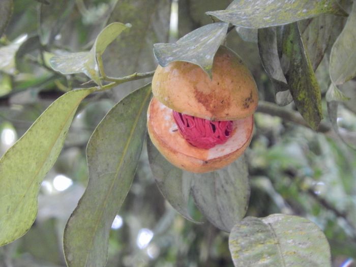 Two spices in one. A ripe nutmeg about to be harvested. The red spidery membrane covering the nutmeg is also ground into mace.  