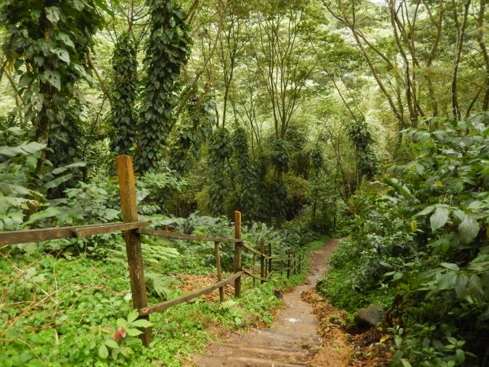 <em><strong>Guides are assigned at the St. Margaret’s Falls trail head even though the pathway was clearly marked.</strong></