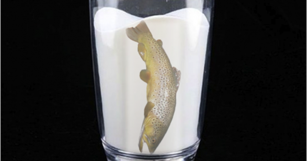 Trump and Russia Finding a Trout in Milk HuffPost Contributor