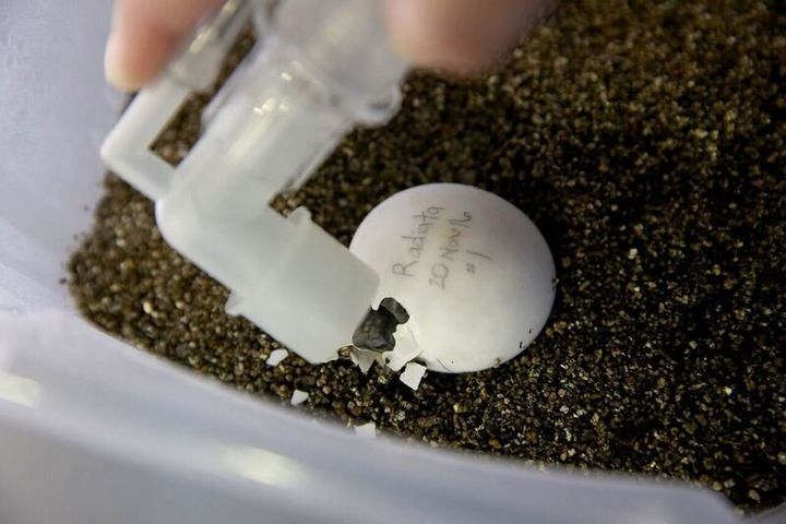 Oxygen is administered to a radiated tortoise beginning to hatch at the zoo.
