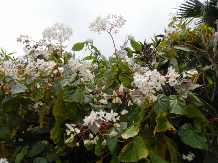 <strong><em>Gigantic Bread and Butter Begonias frame the entrance to the St. Margaret Falls Visitor Center which boded well f