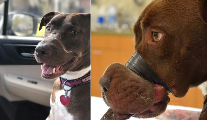 The then 15-month-old Staffordshire mix named Caitlyn underwent reconstructive surgery after her rescue.