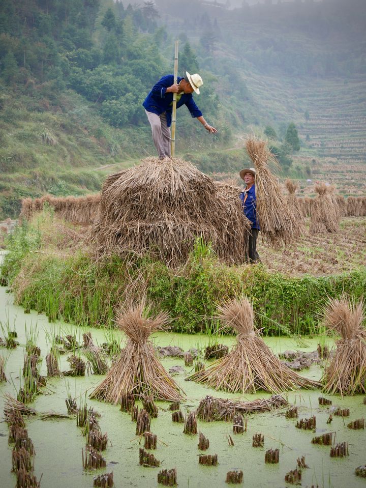 Gathering rice stalks for winter.
