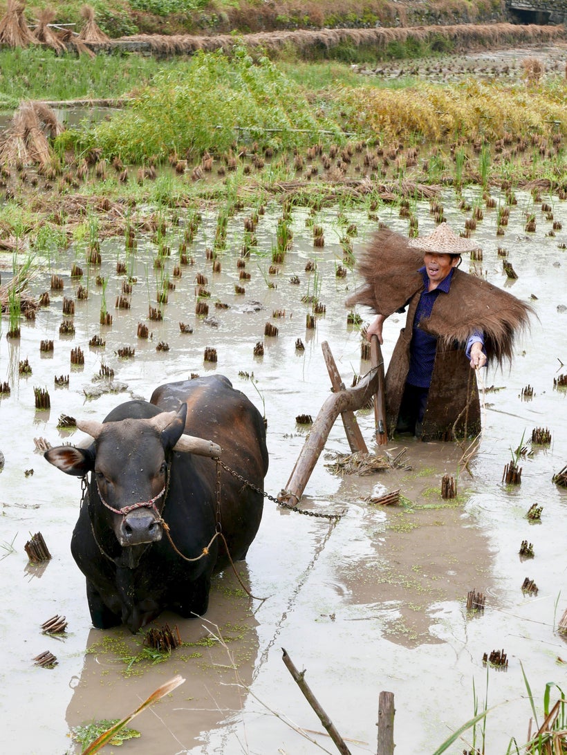 <strong>Plowing the traditional wood-plow way.</strong>