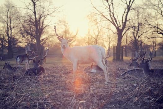The deer seen as an emblematic animal of the energy of love and harmony with oneself and others.