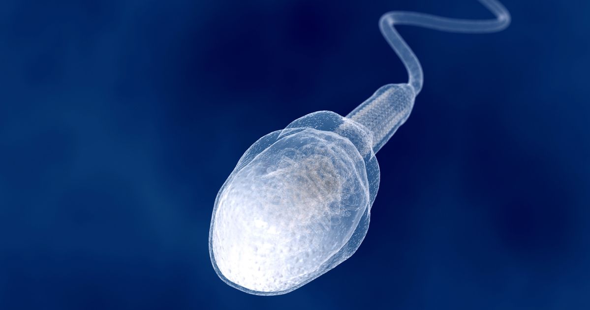 сперма жизнь в организме фото 105