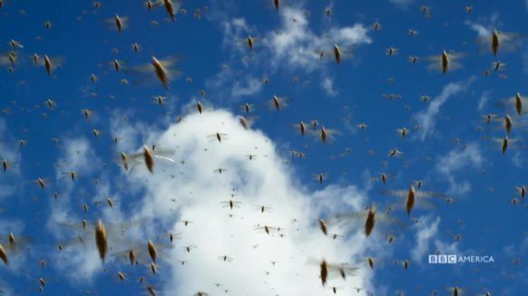 One of Planet Earth II’s grossest and coolest moments features a billion-strong plague of locusts.