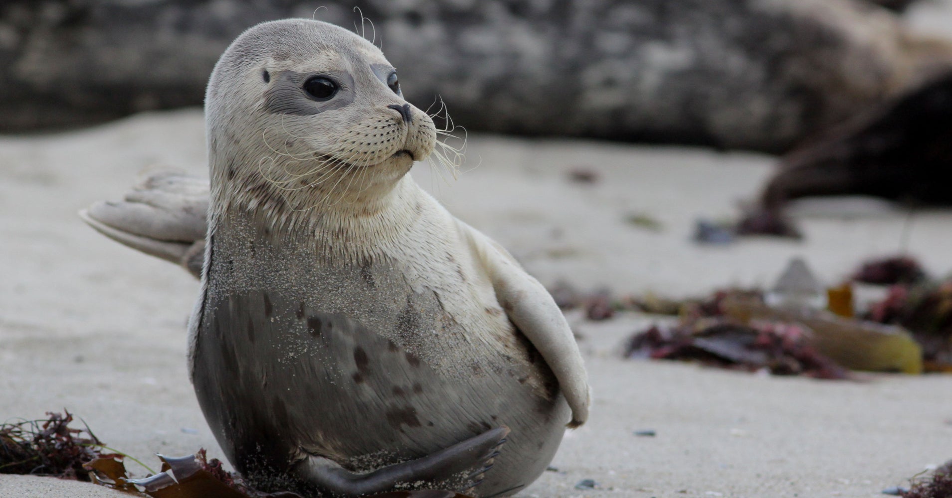Drones Are Bugging Seals Pupping On A California Sanctuary