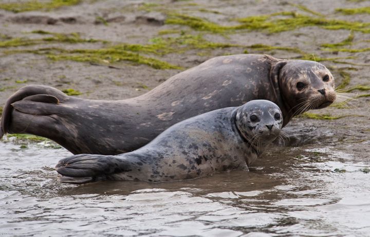 Mother and pup harbor seals in California. Close to 100 harbor seals typically gather annually to give birth at Hopkins Beach in Pacific Grove.