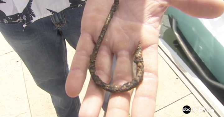 Eccles shows the size of the hook that was stuck in the lemon shark's body.