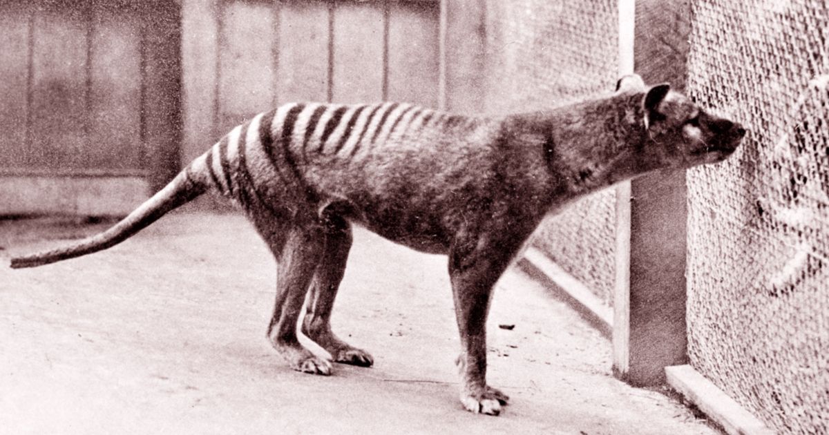 Tasmanian Tiger Scientists Prepare To Search For OnceExtinct