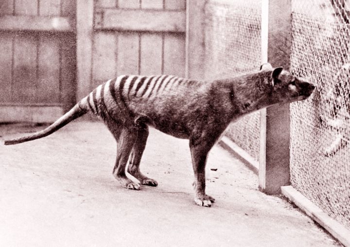 A Tasmanian tiger in Hobart Zoo, Tasmania, 1933
