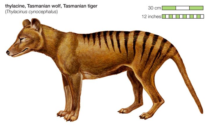 Encyclopaedia Britannica illustration of the Tasmanian Tiger 