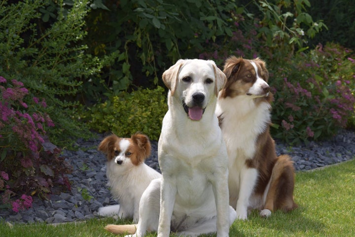 <p>Natascha’s three dogs</p>