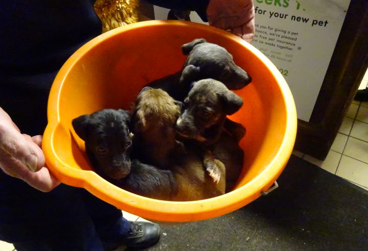 Six puppies were found abandoned in a bucket.