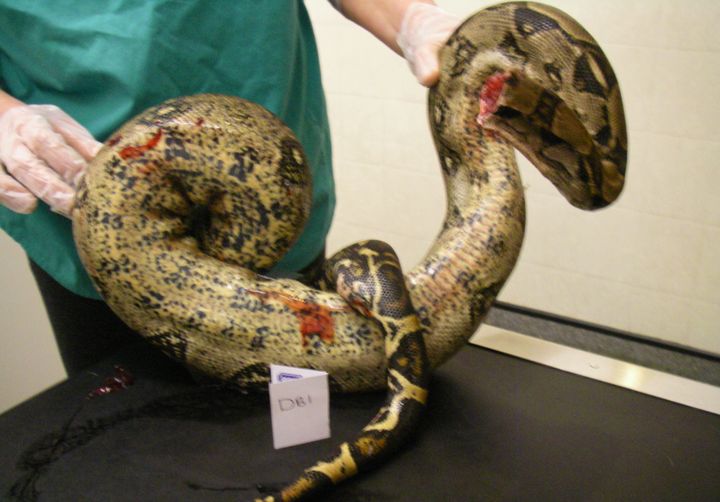 A boa constrictor was decapitated with a pair of scissors.