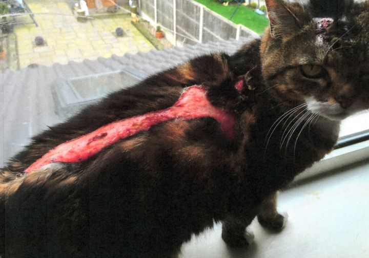 Pet cat injured after neighbour threw boiling water at her because she went to the toilet in his garden.