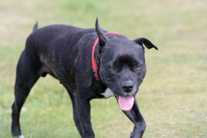 The man died after the attack by the Staffordshire bull terrier (file picture) 