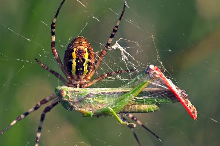 Hungry: A wasp spider wrapping its prey in silk 