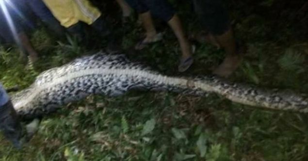 The missing man's body was found inside the body of a giant python 