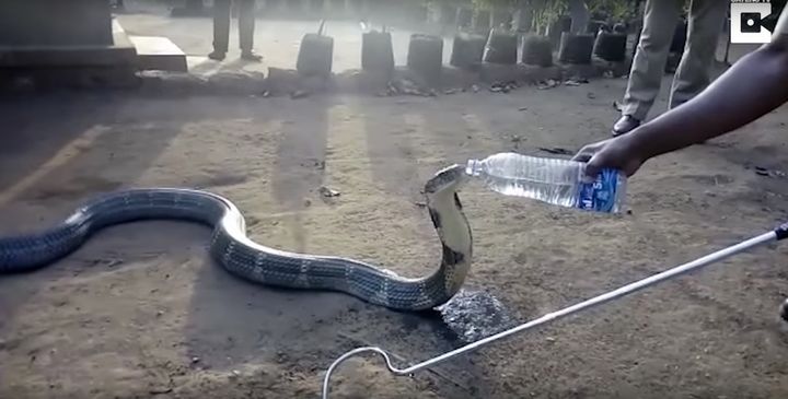 Video captured a king cobra appearing to drink from a water bottle amid extreme droughts in Southern India.