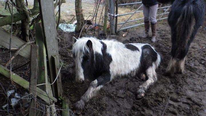 Pancake, pictured here, was severely dehydrated and unable to stand by herself when the RSPCA found her and another pony, Poppet, in a wet, muddy field.