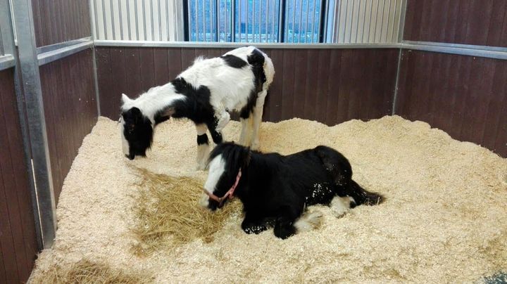 The foals have been making slow but steady recoveries at the Cambridge Equine Hospital.