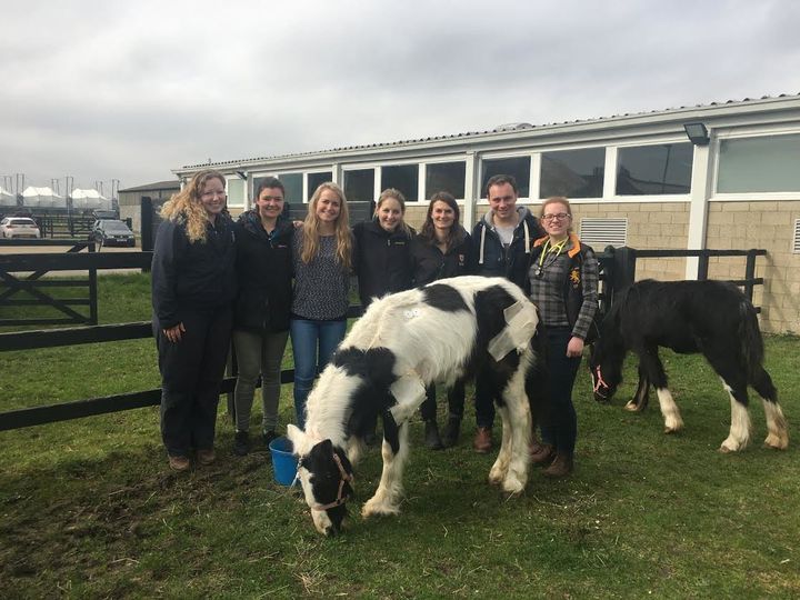 The ponies pose with equine hospital staff members who helped save their lives.