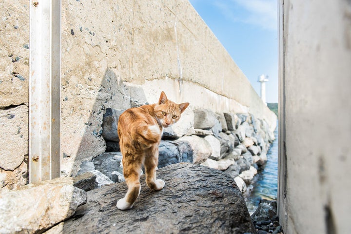 An orange cat on Ainoshima, one of several