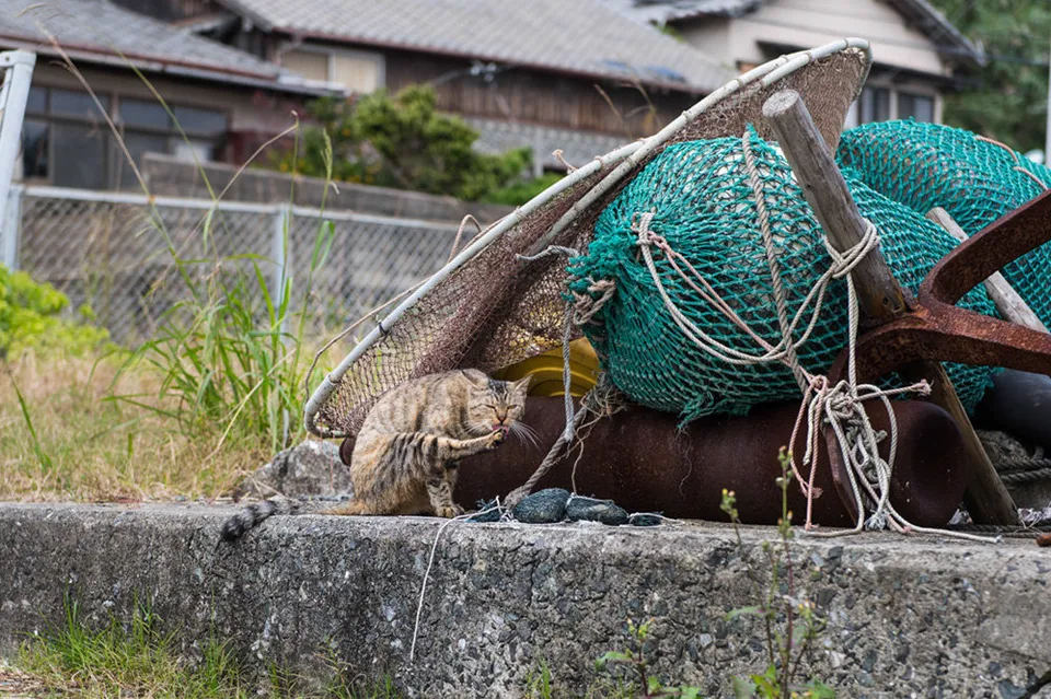 The Sad Reality of Japan's Famous Cat Island