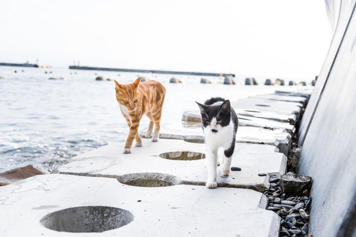 Two cats on Ainoshima.