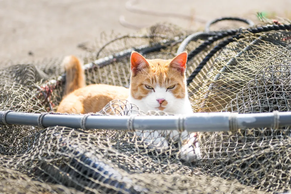 Japan's “cat island” Aoshima is being overwhelmed by tourists