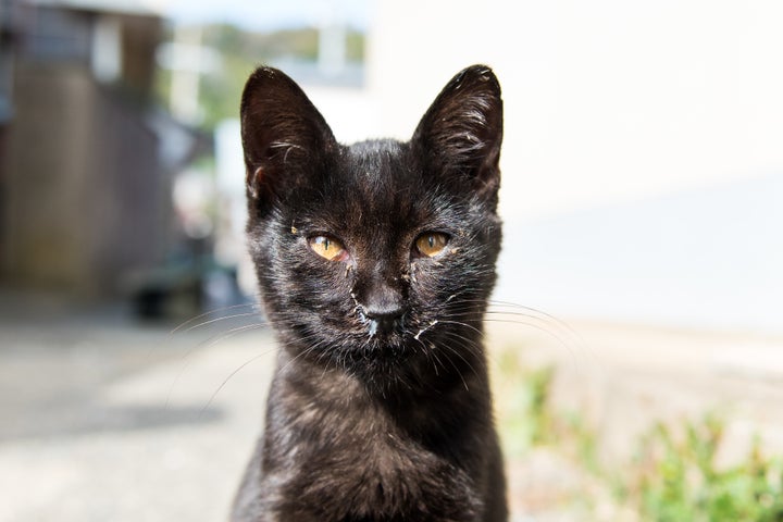 A kitten apparently suffering from an upper respiratory infection on Ainoshima.