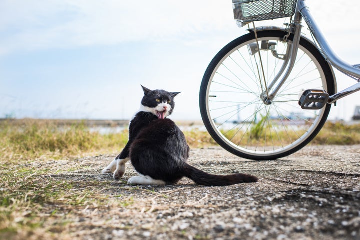 A cat apparently taking a bath on Ainoshima.