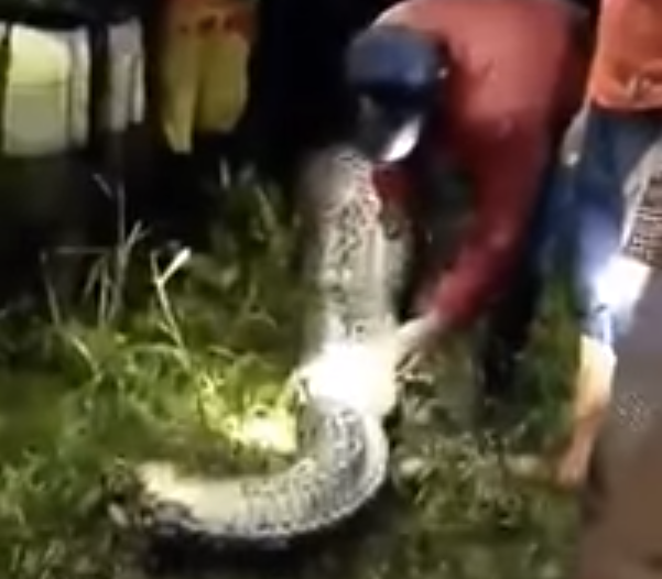 Missing Indonesian Man's Body Found Inside Massive Python | HuffPost ...