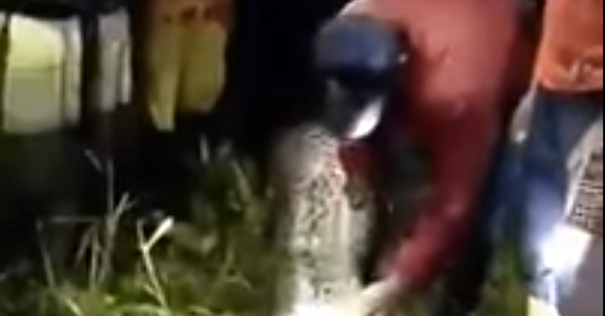 Missing Indonesian Man's Body Found Inside Massive Python | HuffPost ...