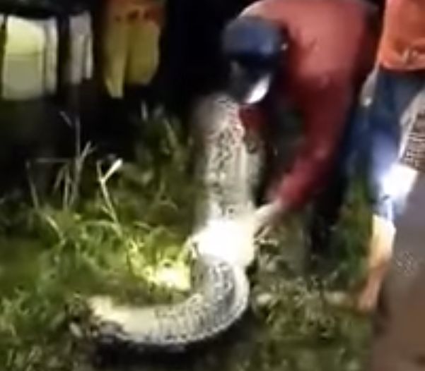 A missing man's body was recovered from a massive python in Indonesia this week.