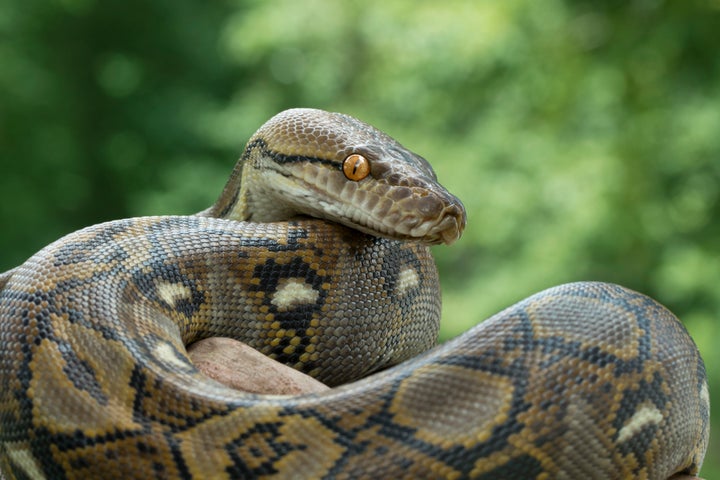 Pythons are not native to the U.S. though they have been found breeding in south Florida.