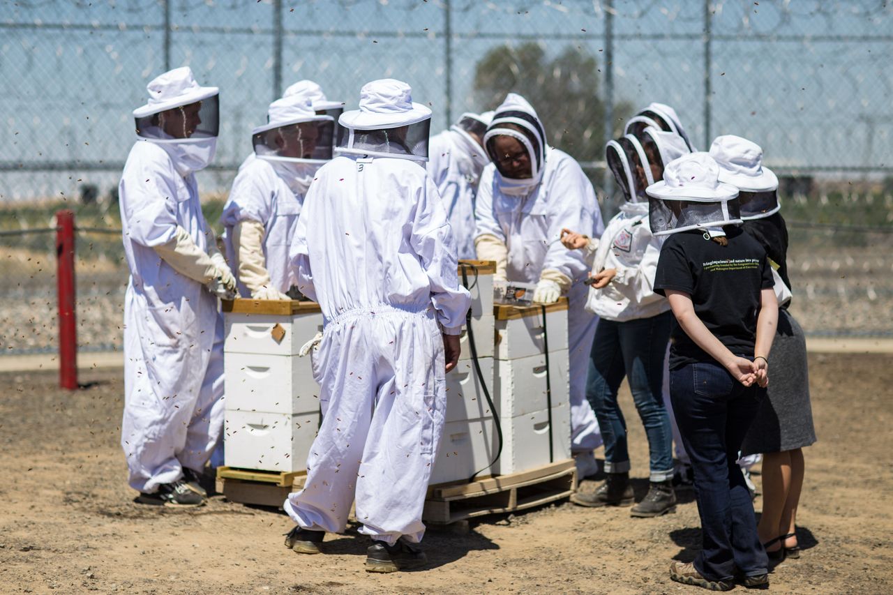 The Washington Department of Corrections has rolled out a robust beekeeping program in seven of its 12 state prisons. Here, 10 beekeeping students at the Washington State Penitentiary learn the ropes from a volunteer professional beekeeper.