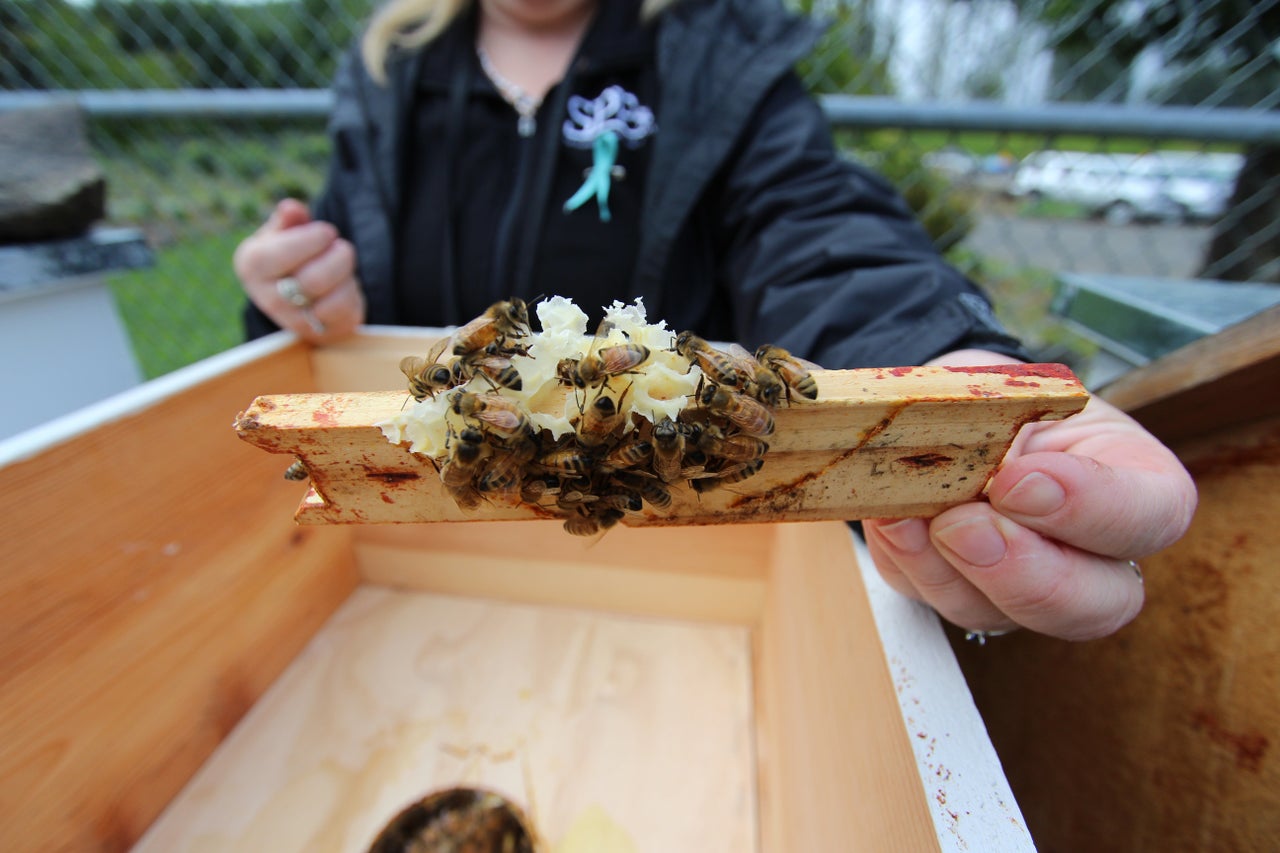 A beekeeping program sponsor at Cedar Creek Corrections Center in Littlerock, Washington, shows off some healthy honeybees. 